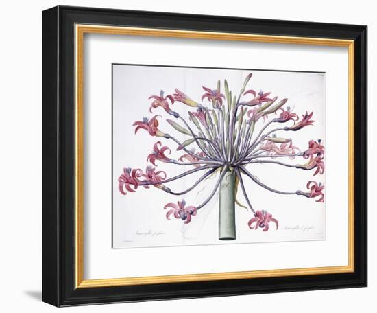 Amaryllis Josephina, 1802-1816-Pierre-Joseph Redouté-Framed Giclee Print