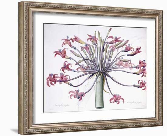 Amaryllis Josephina, 1802-1816-Pierre-Joseph Redouté-Framed Giclee Print