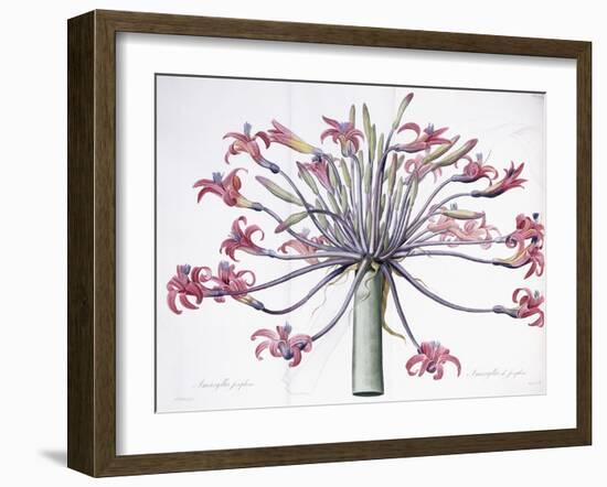 Amaryllis Josephina, 1802-1816-Pierre-Joseph Redouté-Framed Giclee Print