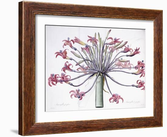 Amaryllis Josephina, 1802-1816-Pierre-Joseph Redouté-Framed Giclee Print