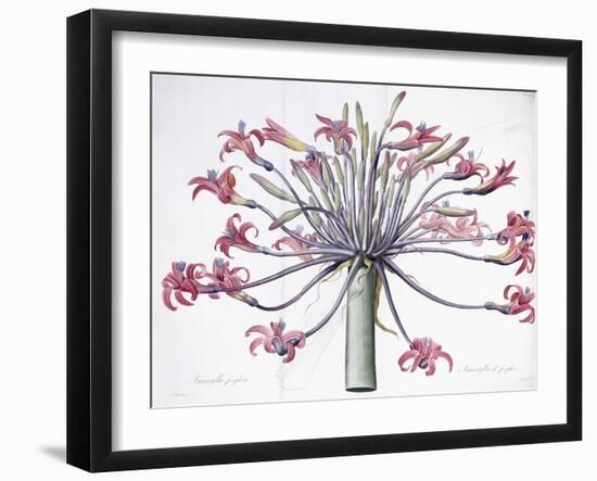 Amaryllis Josephina, 1802-1816-Pierre-Joseph Redouté-Framed Giclee Print