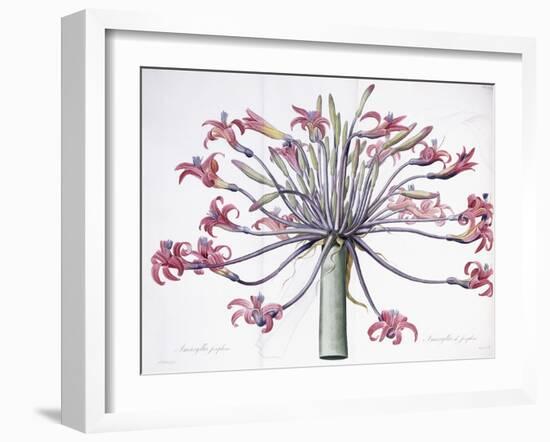 Amaryllis Josephina, 1802-1816-Pierre-Joseph Redouté-Framed Giclee Print