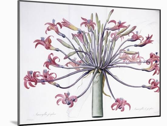 Amaryllis Josephina, 1802-1816-Pierre-Joseph Redouté-Mounted Giclee Print