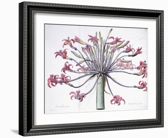 Amaryllis Josephina, 1802-1816-Pierre-Joseph Redouté-Framed Giclee Print