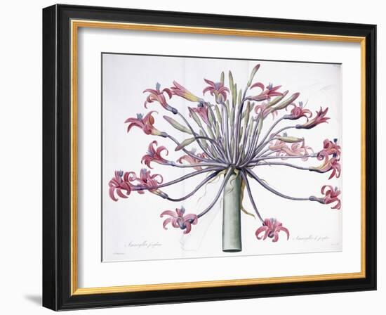 Amaryllis Josephina, 1802-1816-Pierre-Joseph Redouté-Framed Giclee Print