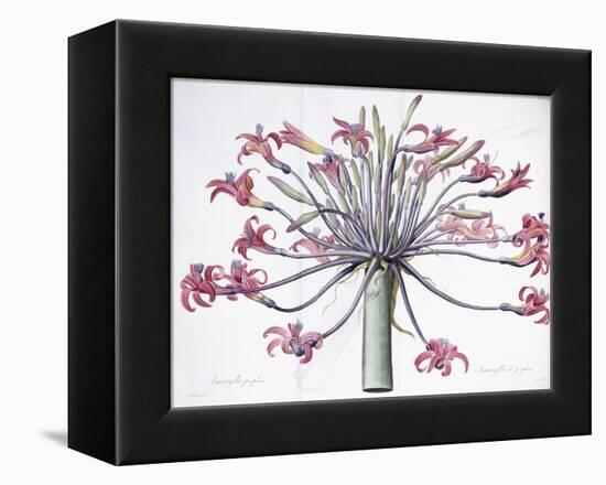 Amaryllis Josephina, 1802-1816-Pierre-Joseph Redouté-Framed Premier Image Canvas