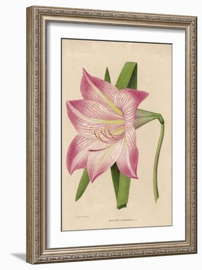 Amaryllis Marmorata-G. Severeyns-Framed Premium Giclee Print