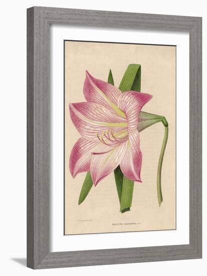 Amaryllis Marmorata-G. Severeyns-Framed Premium Giclee Print