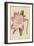 Amaryllis Marmorata-G. Severeyns-Framed Premium Giclee Print