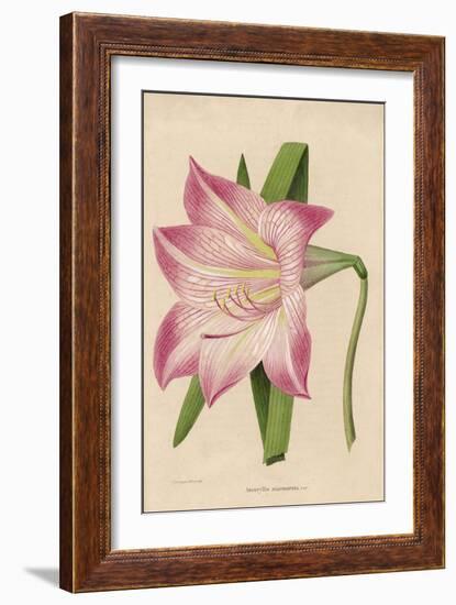 Amaryllis Marmorata-G. Severeyns-Framed Premium Giclee Print