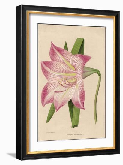 Amaryllis Marmorata-G. Severeyns-Framed Premium Giclee Print