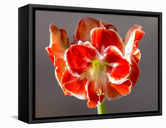 Amaryllis Red-Charles Bowman-Framed Premier Image Canvas