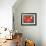 Amaryllis Red-Charles Bowman-Framed Photographic Print displayed on a wall