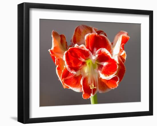 Amaryllis Red-Charles Bowman-Framed Photographic Print