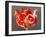 Amaryllis Red-Charles Bowman-Framed Photographic Print