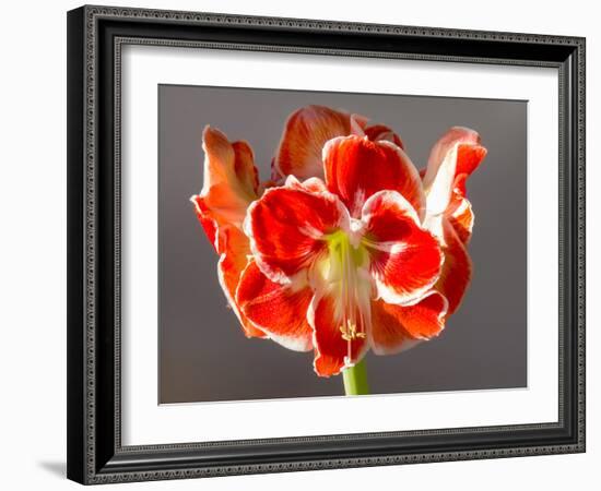 Amaryllis Red-Charles Bowman-Framed Photographic Print