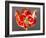 Amaryllis Red-Charles Bowman-Framed Photographic Print