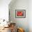 Amaryllis Red-Charles Bowman-Framed Photographic Print displayed on a wall