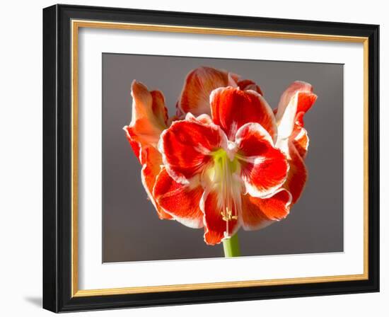 Amaryllis Red-Charles Bowman-Framed Photographic Print