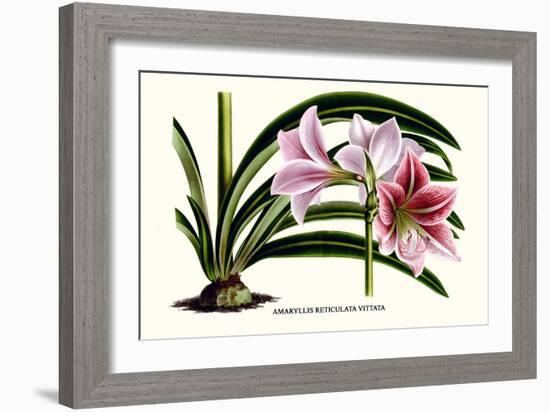 Amaryllis Reticulata Vittata-Louis Van Houtte-Framed Premium Giclee Print