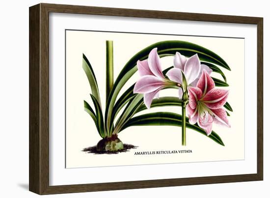 Amaryllis Reticulata Vittata-Louis Van Houtte-Framed Premium Giclee Print