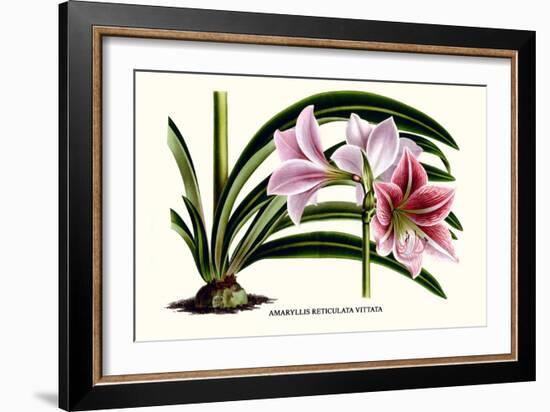 Amaryllis Reticulata Vittata-Louis Van Houtte-Framed Premium Giclee Print