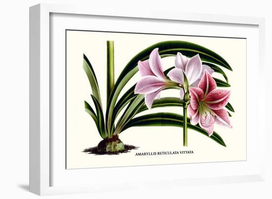 Amaryllis Reticulata Vittata-Louis Van Houtte-Framed Premium Giclee Print