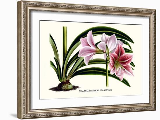 Amaryllis Reticulata Vittata-Louis Van Houtte-Framed Art Print