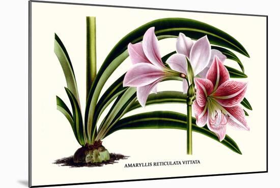 Amaryllis Reticulata Vittata-Louis Van Houtte-Mounted Art Print