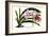Amaryllis Reticulata Vittata-Louis Van Houtte-Framed Art Print