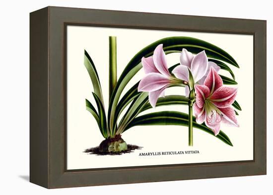 Amaryllis Reticulata Vittata-Louis Van Houtte-Framed Stretched Canvas