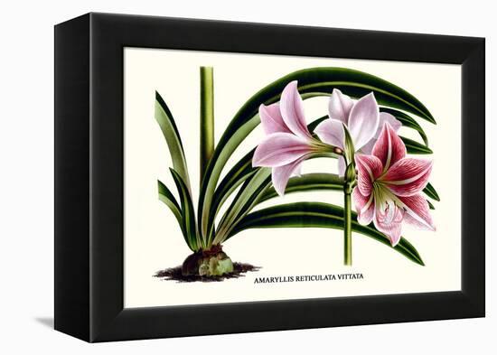 Amaryllis Reticulata Vittata-Louis Van Houtte-Framed Stretched Canvas