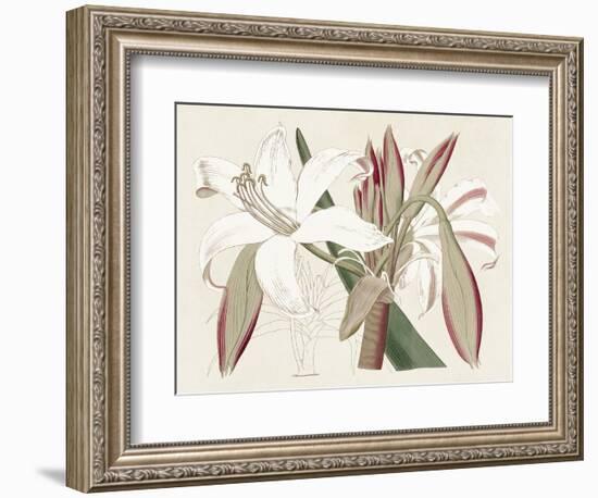 Amaryllis Varietals II-Ridgeway-Framed Premium Giclee Print