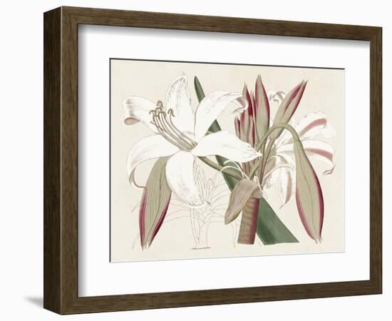 Amaryllis Varietals II-Ridgeway-Framed Premium Giclee Print