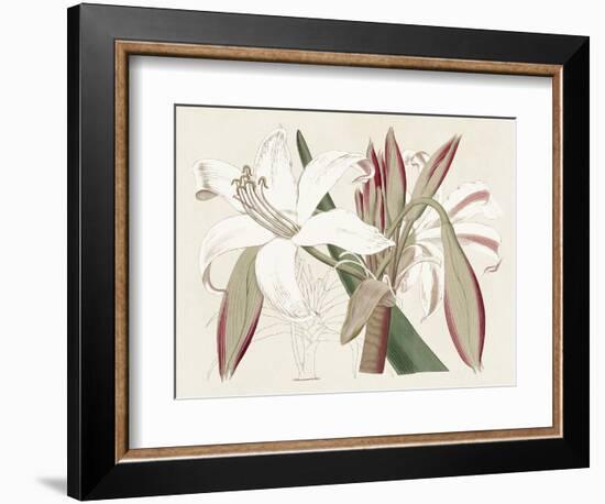 Amaryllis Varietals II-Ridgeway-Framed Premium Giclee Print