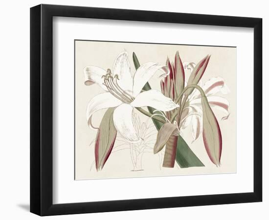 Amaryllis Varietals II-Ridgeway-Framed Premium Giclee Print