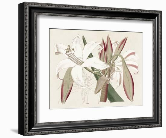 Amaryllis Varietals II-Ridgeway-Framed Premium Giclee Print