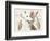 Amaryllis Varietals II-Ridgeway-Framed Premium Giclee Print