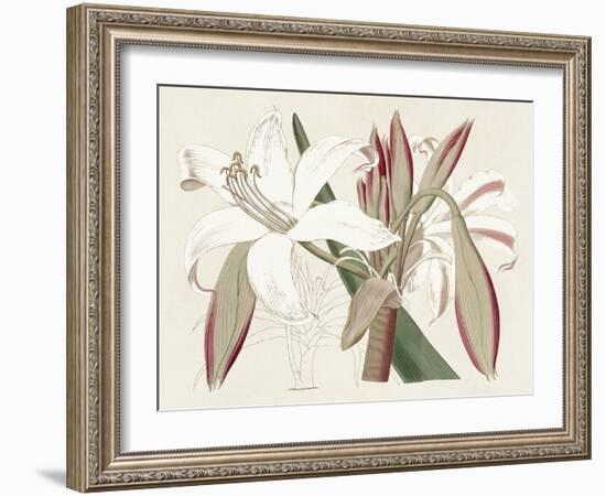 Amaryllis Varietals II-Ridgeway-Framed Art Print