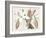 Amaryllis Varietals II-Ridgeway-Framed Art Print