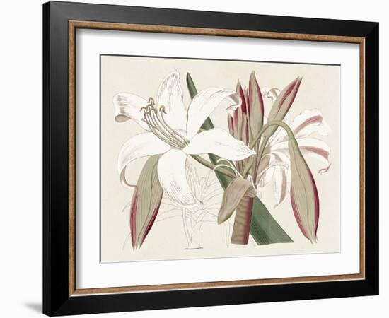 Amaryllis Varietals II-Ridgeway-Framed Art Print