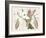 Amaryllis Varietals II-Ridgeway-Framed Art Print