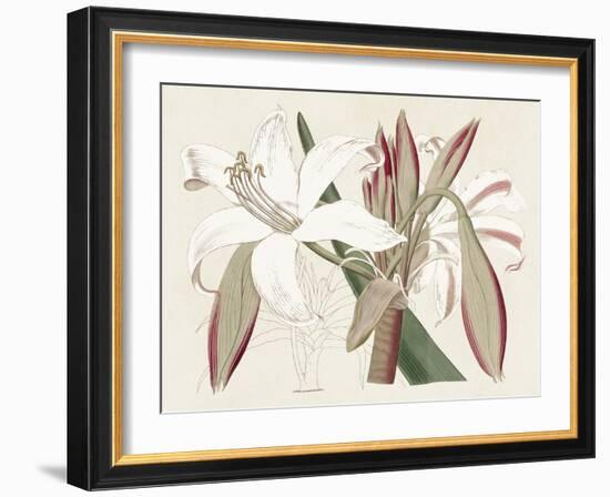 Amaryllis Varietals II-Ridgeway-Framed Art Print