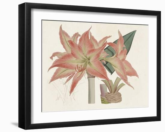 Amaryllis Varietals III-Ridgeway-Framed Art Print