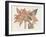 Amaryllis Varietals III-Ridgeway-Framed Art Print