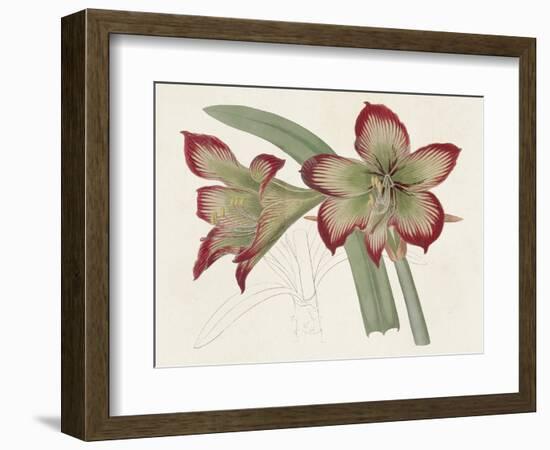 Amaryllis Varietals IV-Ridgeway-Framed Premium Giclee Print