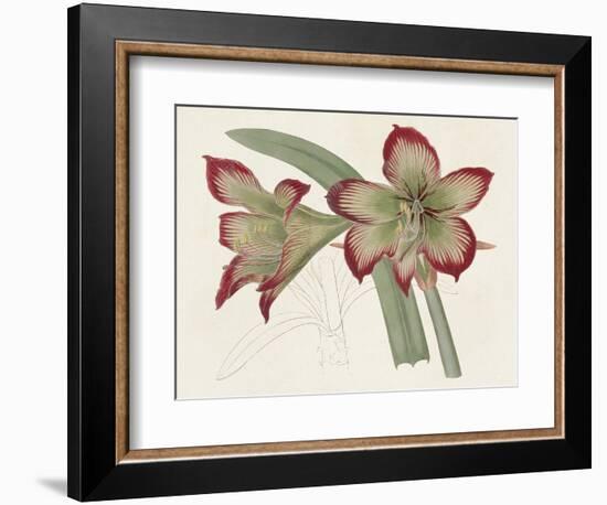 Amaryllis Varietals IV-Ridgeway-Framed Premium Giclee Print