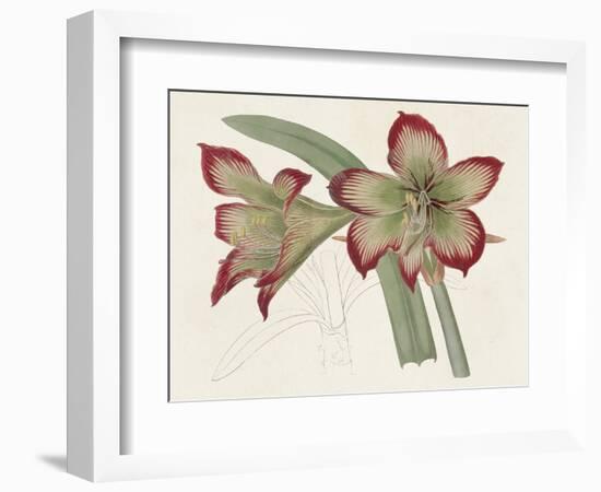 Amaryllis Varietals IV-Ridgeway-Framed Premium Giclee Print