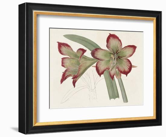 Amaryllis Varietals IV-Ridgeway-Framed Premium Giclee Print