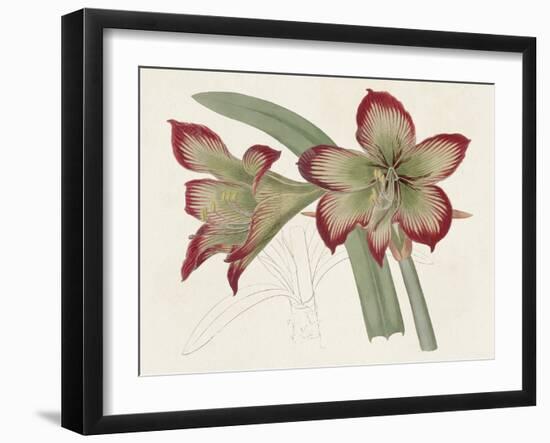 Amaryllis Varietals IV-Ridgeway-Framed Art Print